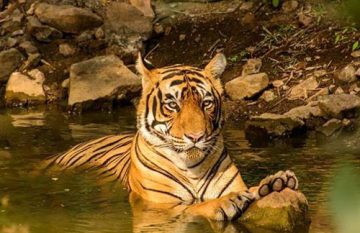 tiger-safari